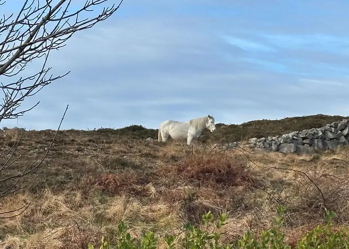 467 - Kilkerrin Ferienhaus Ardmore (Galway)